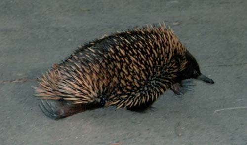 Merri Creek Echidna